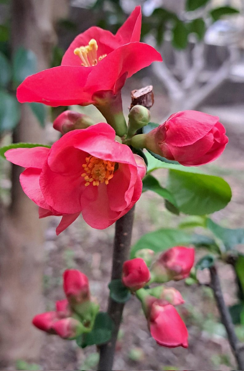 まきんこ𑁍𓏸𓈒 tweet media