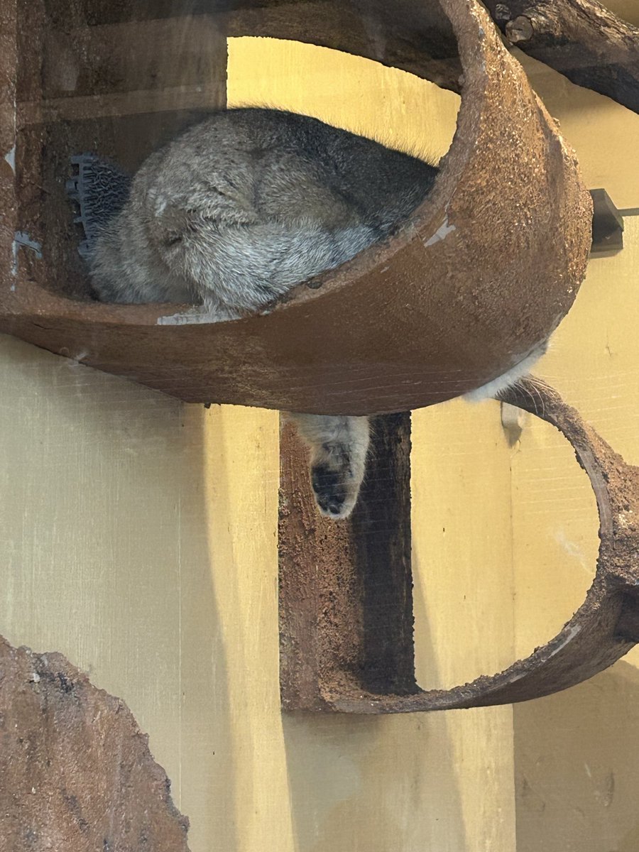 きなこ📦 tweet media