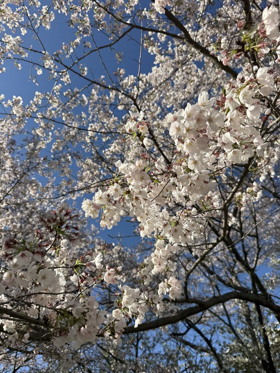 i travelled high and far to take pics of da cutest flowers 😳🌸