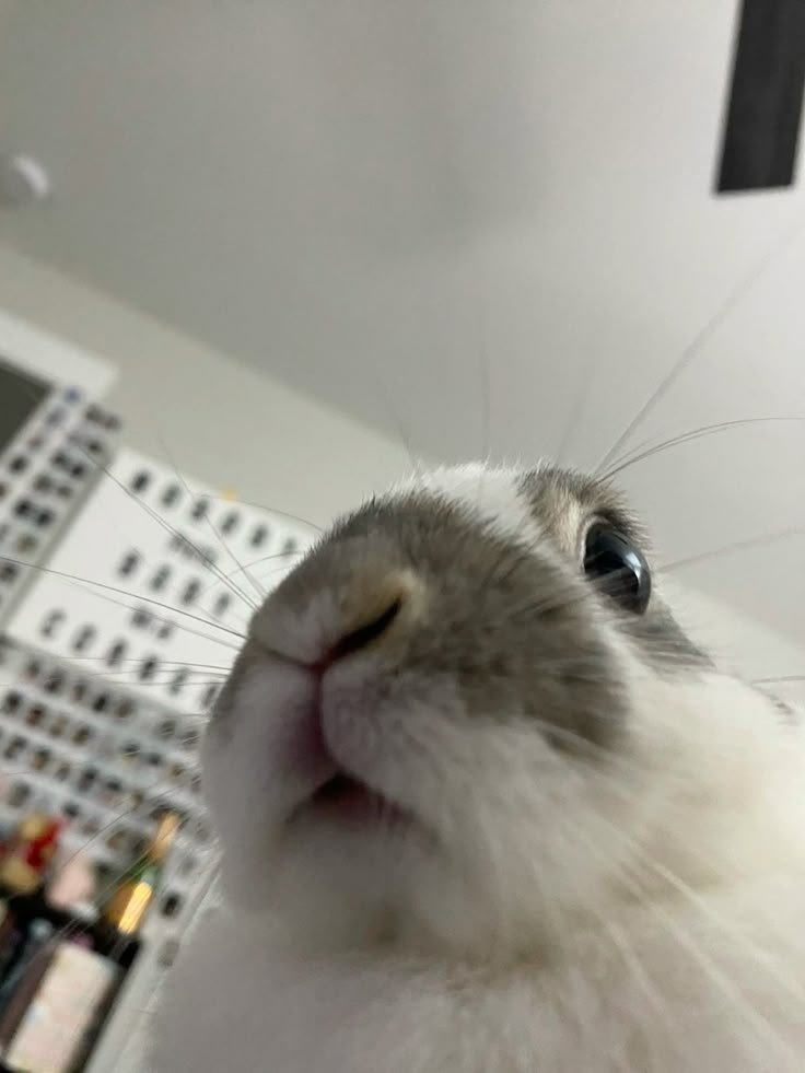 🔞GamerRabbit68🔞 tweet media