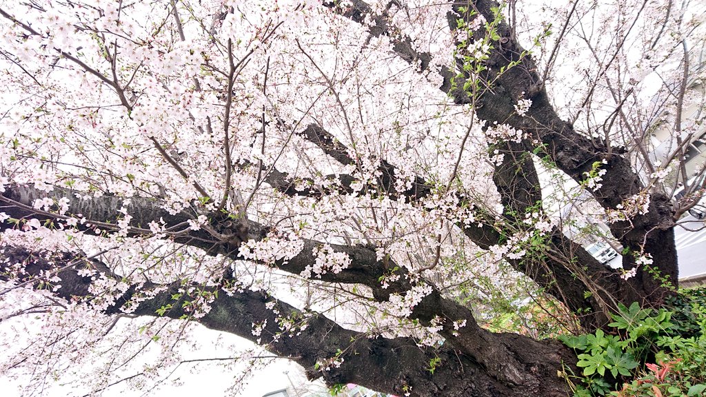 hiro_kero tweet media