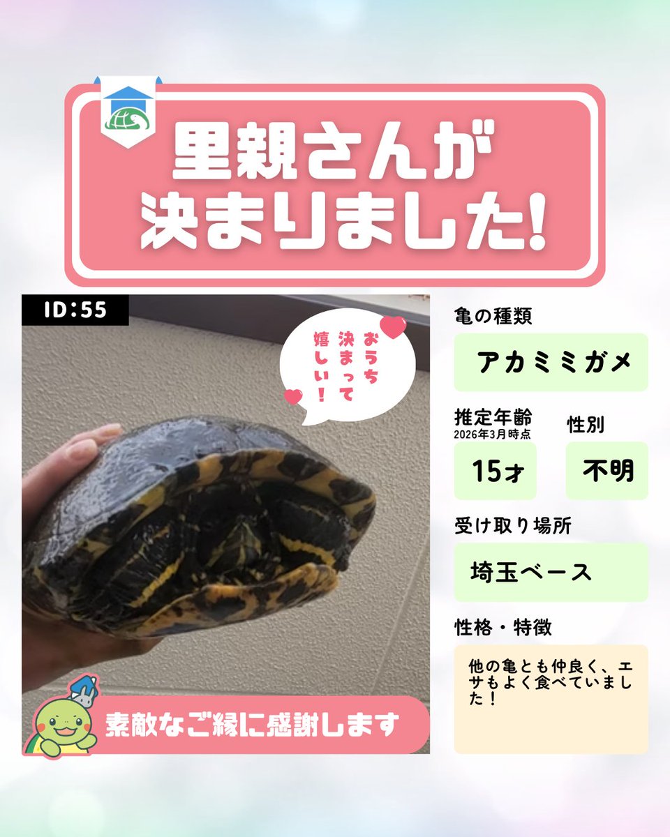 かめのおうち公式（一般社団法人 TURTLE RESCUE JAPAN） tweet media