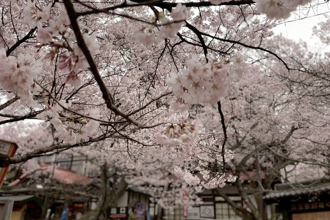 panorama_inashi's tweet photo. 【高遠城址公園 🌸 満開】
花曇りで始まった今朝の高遠城址公園
満開2日目の朝です

優しい色あいで
鈴なりで微笑むように咲く姿は
ほんとうに可憐〜♡

可愛らしさが際立つ
今日の『天下第一の桜』たちです

 #高遠城址公園 

https://t.co/JOpcTtNPWJ https://t.co/6271fGpePp