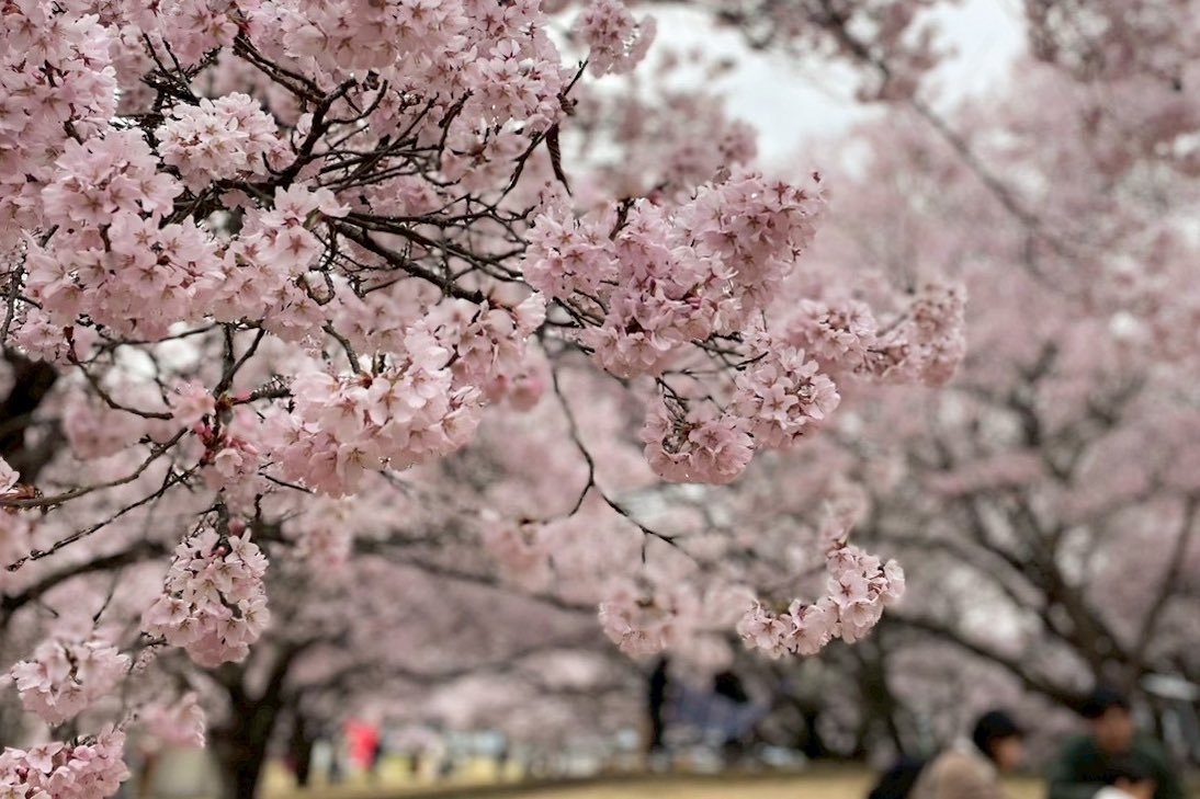 panorama_inashi's tweet photo. 【高遠城址公園 🌸 満開】
花曇りで始まった今朝の高遠城址公園
満開2日目の朝です

優しい色あいで
鈴なりで微笑むように咲く姿は
ほんとうに可憐〜♡

可愛らしさが際立つ
今日の『天下第一の桜』たちです

 #高遠城址公園 

https://t.co/JOpcTtNPWJ https://t.co/6271fGpePp