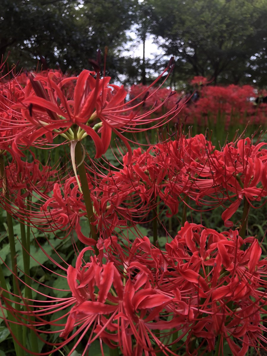 蔵狐璃桜 tweet media