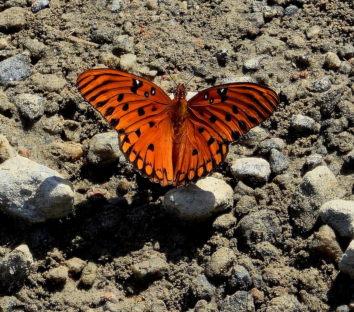 Randywtwf tweet media