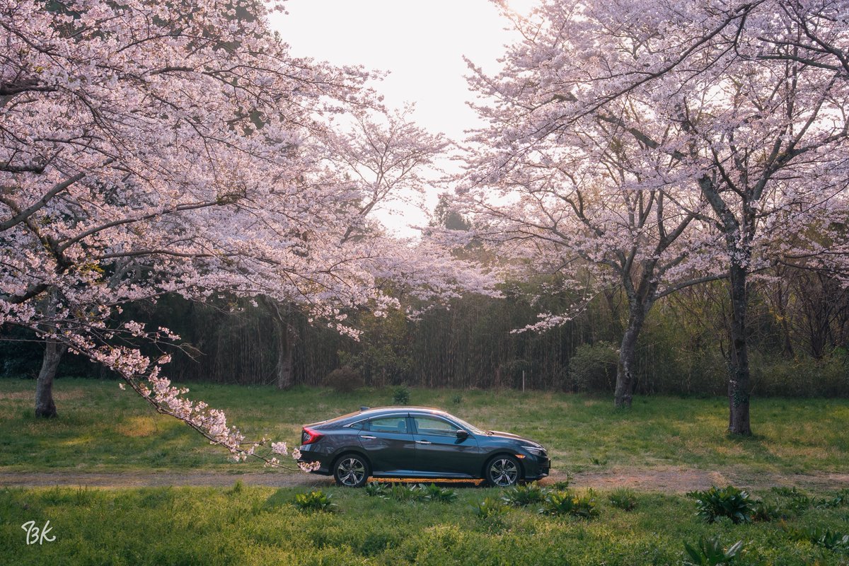 73K_FC1's tweet image. 今年の桜は例年より綺麗だった気がする

#FC1
#CIVIC
