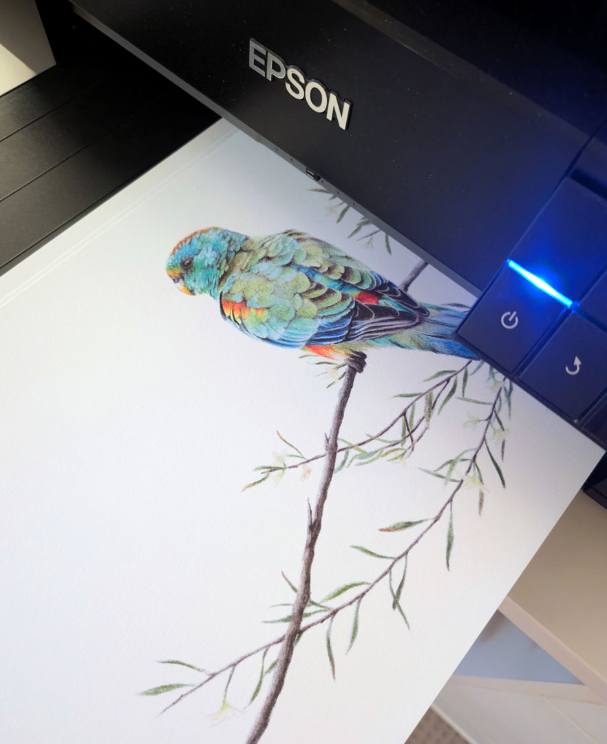 RachelHollisArt's tweet image. So close to finishing the Blue-banded Bee now! While that's being finalised, here's a recent Mulga Parrot print hot off the press 💚 #parrot #mulgaparrot #print #australia #birdlovers