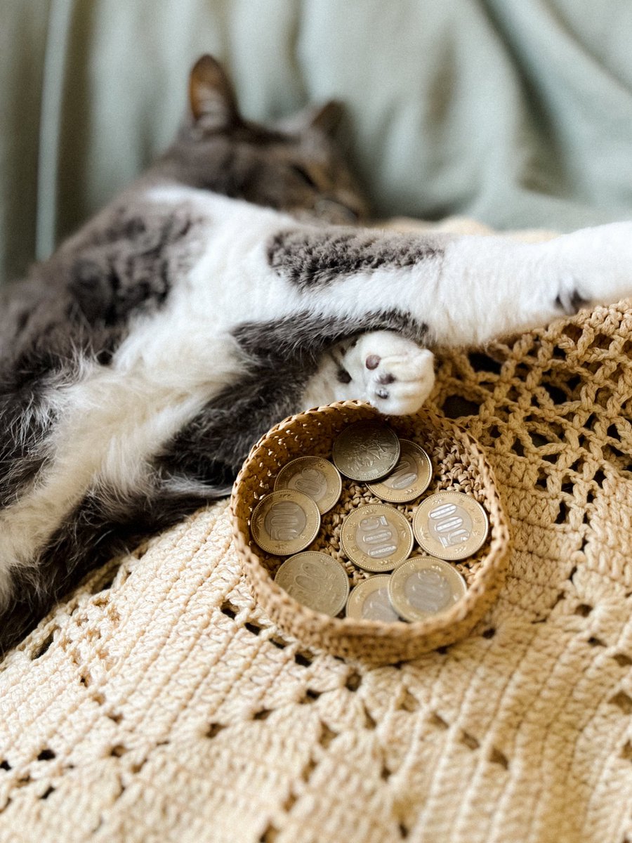MEG THE CAT tweet media