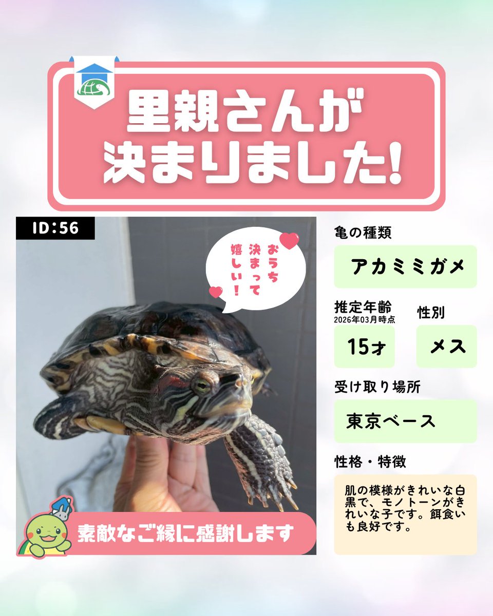 かめのおうち公式（一般社団法人 TURTLE RESCUE JAPAN） tweet media