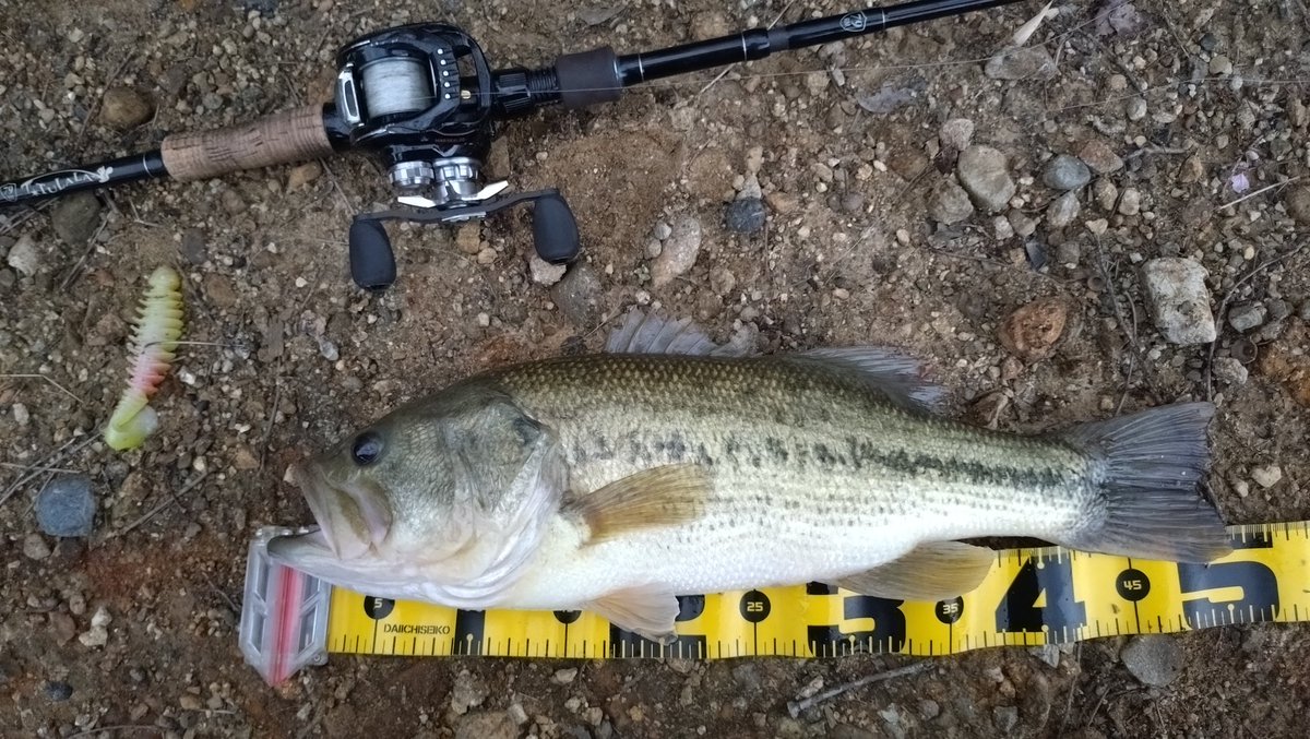 こしあん tweet media