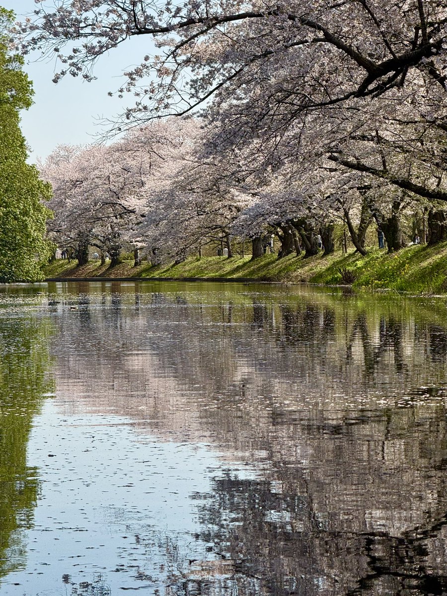 ChoGSX's tweet photo. 福岡堰、水面から。今年も良い桜が見れて良かった https://t.co/ZUv7sxPvdb