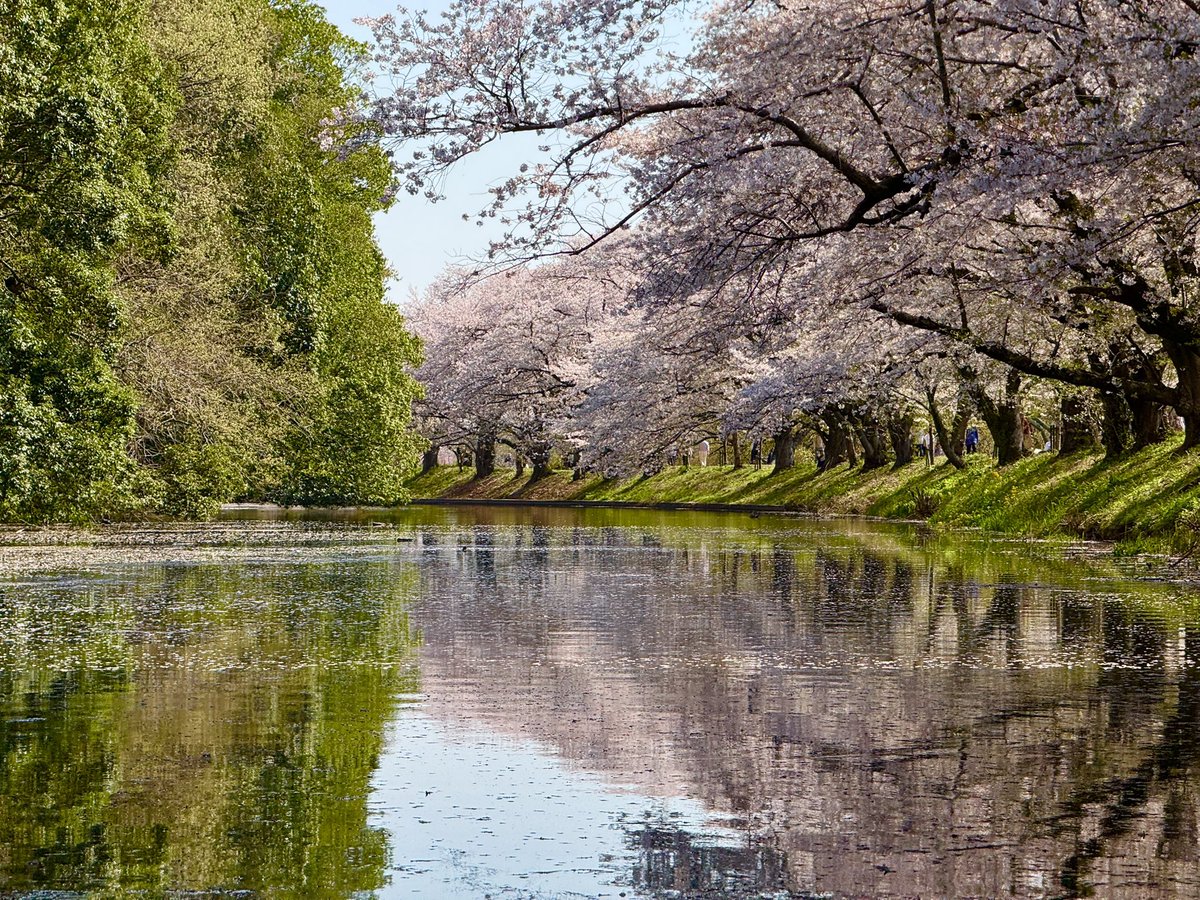 ChoGSX's tweet photo. 福岡堰、水面から。今年も良い桜が見れて良かった https://t.co/ZUv7sxPvdb