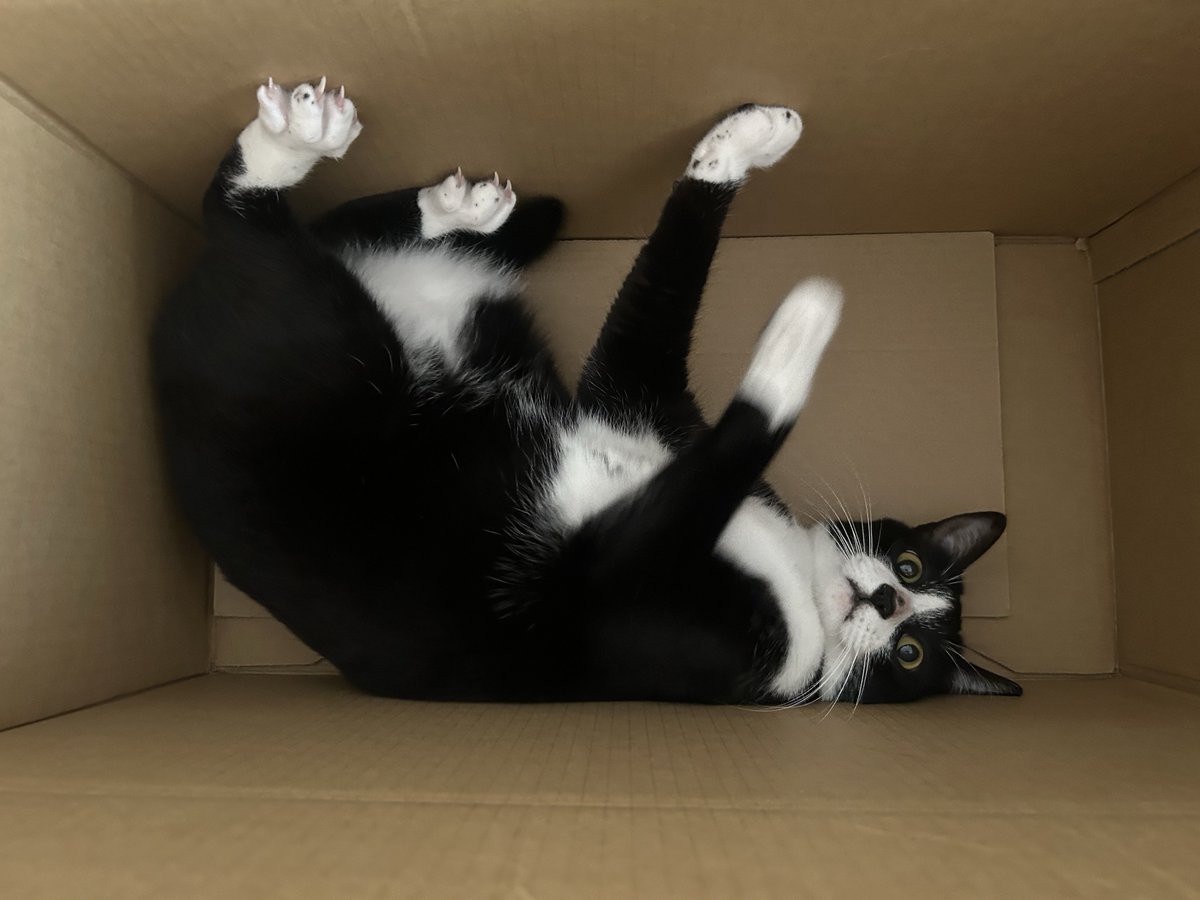 ⭐️ふぉー😼 tweet media