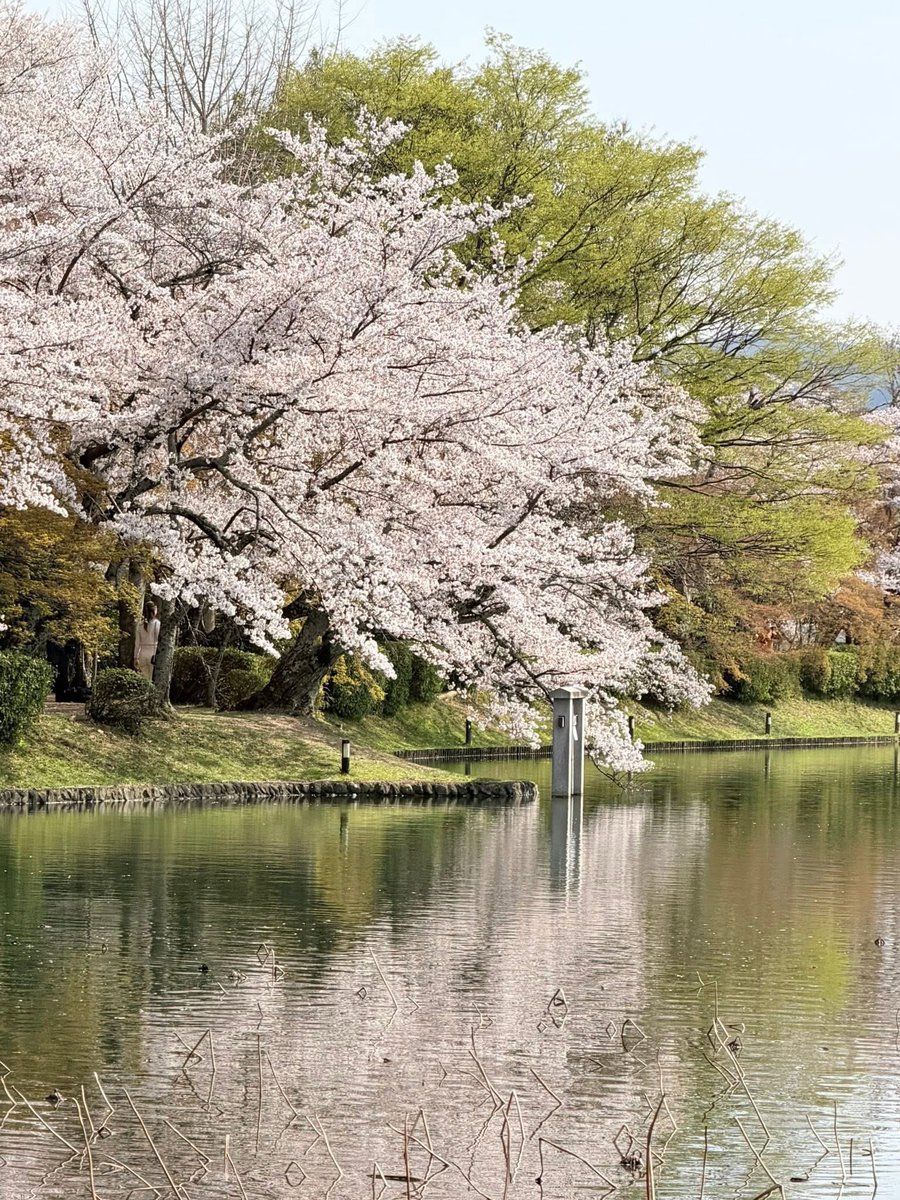 ペロ亜種 tweet media