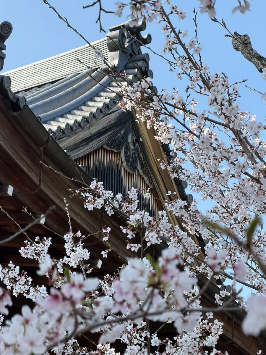 ペロ亜種 tweet media