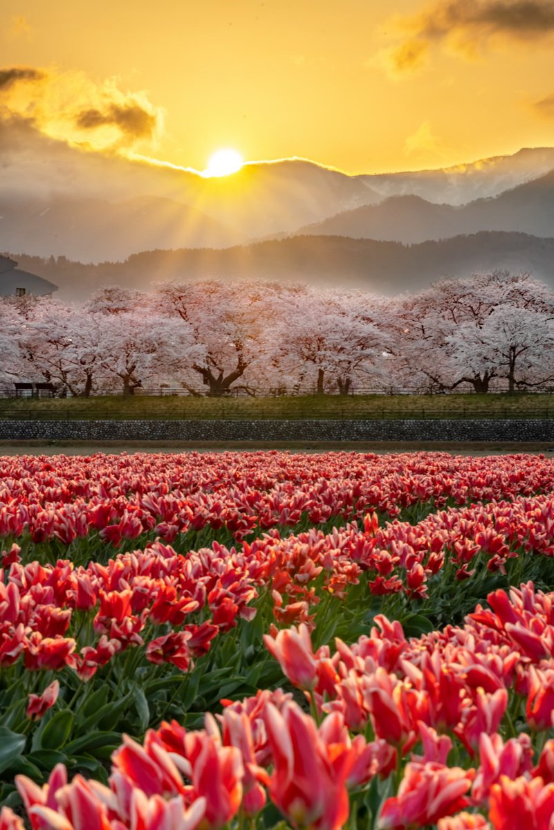 Hiroyuki/Hirano 平野 博之 tweet media