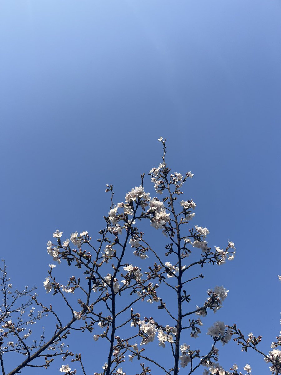 niko 🌈🦑 イカ娘VTuber tweet media