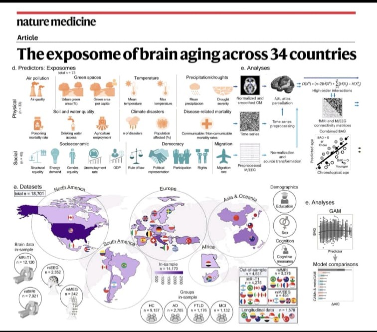 aleja_marin27's tweet photo. Que estudio tan brutal amigos ( la ciencia es una belleza).

Brevemente:

Los autores examinaron el envejecimiento cerebral a través del exposoma; que se trata de los diversos factores de exposición de tipo ambiental, social, político, físico que tiene una persona en su vida.

Que se encontró:

-  Las exposiciones multifactoriales desencadenan más riesgo de envejecimiento, comparado con una sola exposición.
- La carga más alta de exposoma incrementa el riesgo de envejecimiento cerebral de 3-9 veces, y en algunos casos los efectos pueden estar asociados a demencia.
- Las exposiciones físicas están más fuertemente asociadas con envejecimiento cerebral de tipo estructural, mientras que las exposiciones sociales lo están con el envejecimiento de tipo funcional.

Estos estudios pueden explicar el porqué de aquellas comunidades que enfrentan múltiples vulnerabilidades, a menudo experimentan un mayor impacto en su salud cerebral.