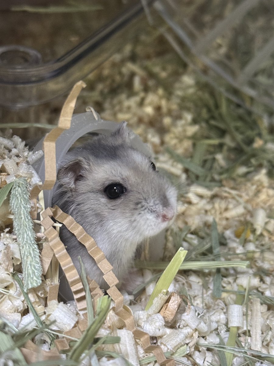 유채화 tweet media