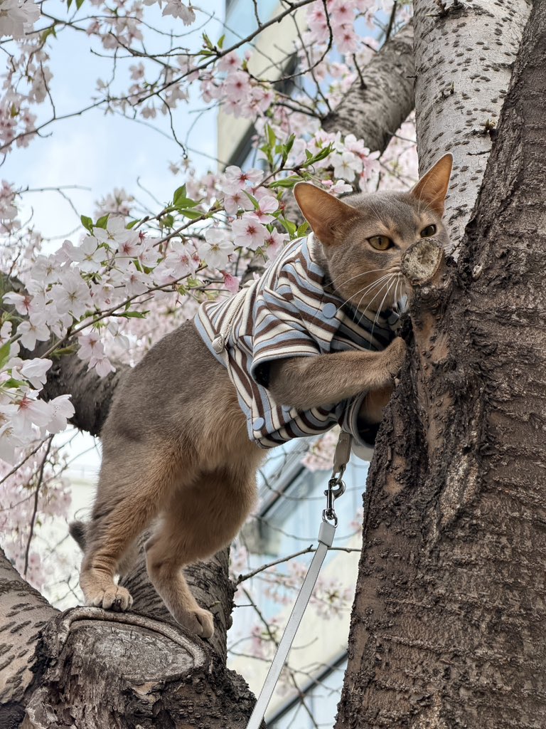 昆仑三圣何足道 tweet media