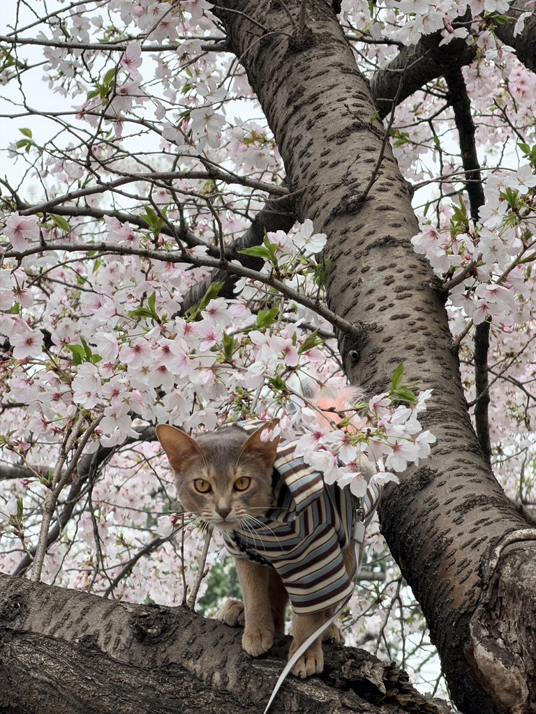 昆仑三圣何足道 tweet media