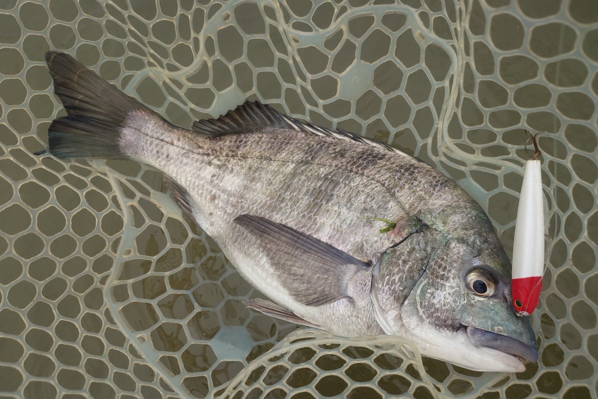 ラッツ tweet media