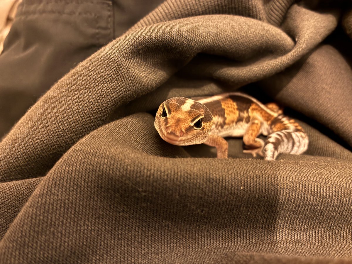 ろいろは今日も元気です tweet media