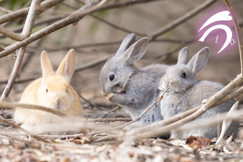 うさぎ写真家　uta tweet media