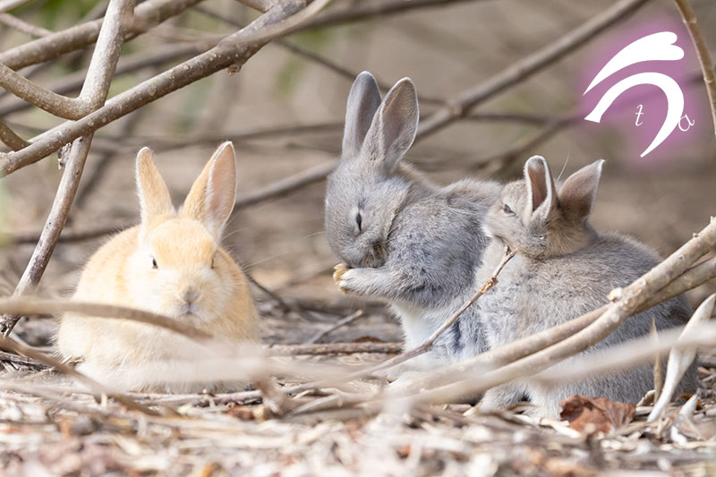 うさぎ写真家　uta tweet media