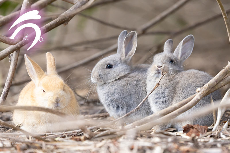 うさぎ写真家　uta tweet media