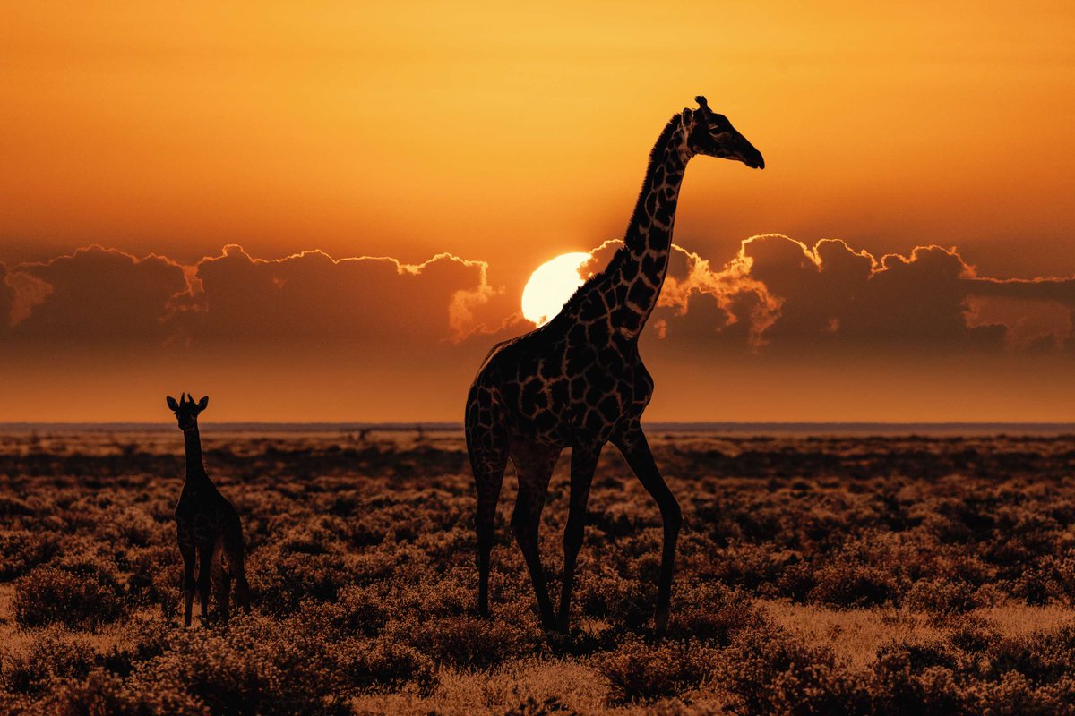 Global Environment Facility (GEF) tweet media