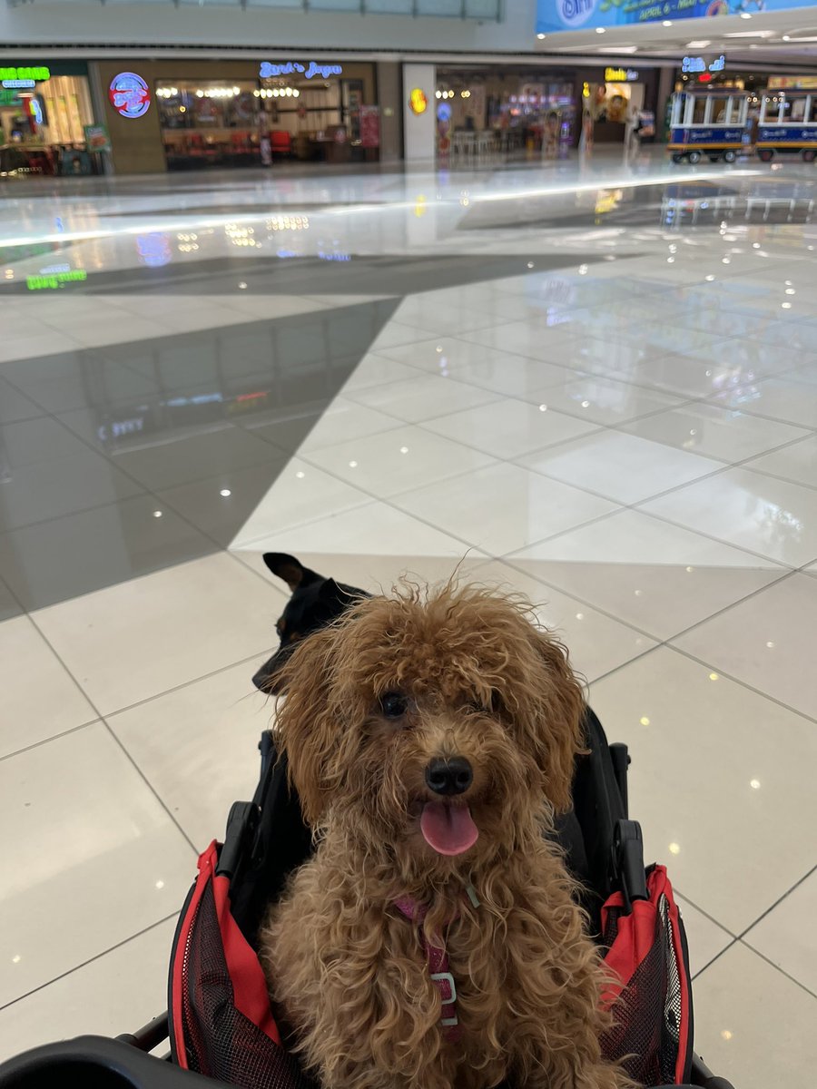 スローン tweet media