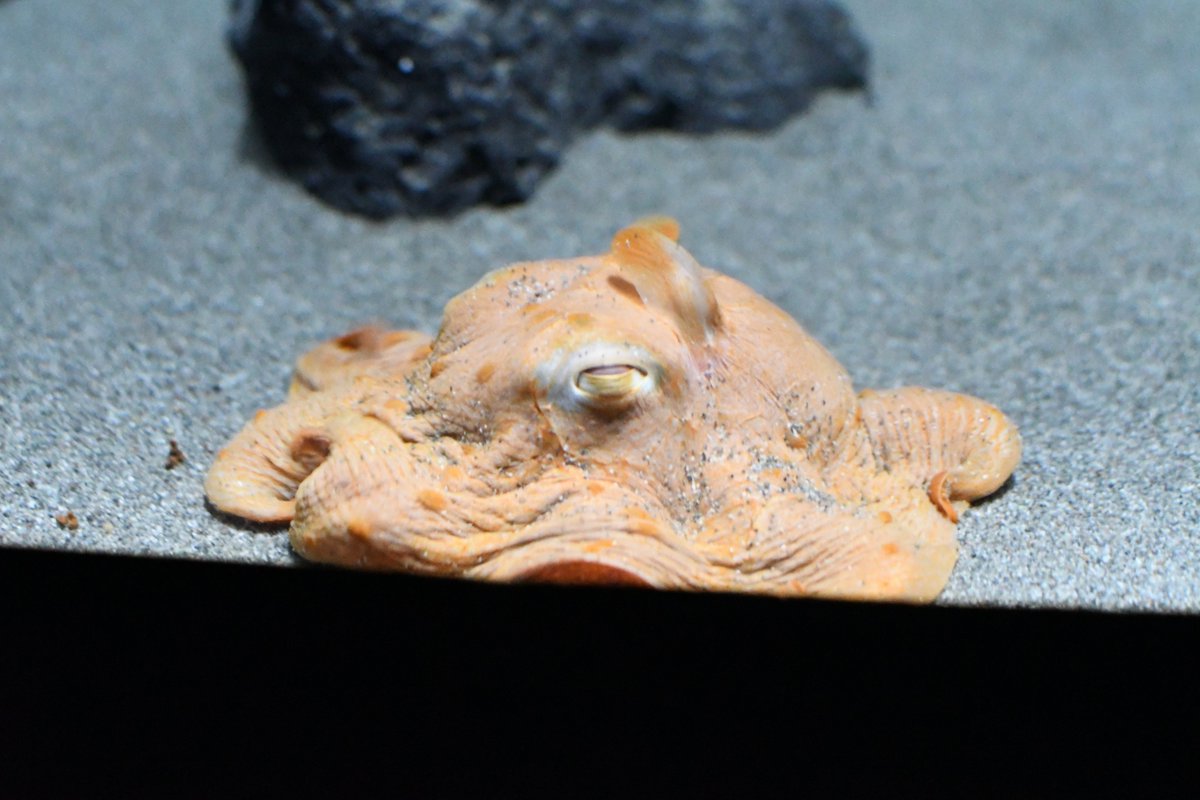 サンシャイン水族館 tweet media