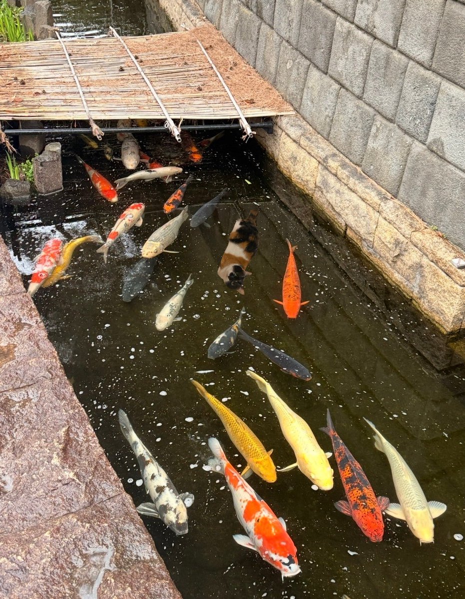 雷十太先生 tweet media