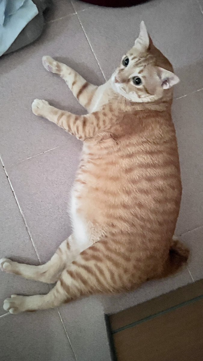 ป้อก tweet media