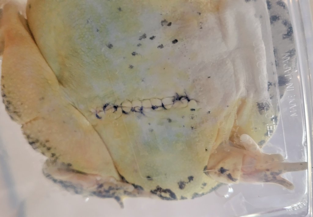 junkokko1416's tweet image. 抗生物質で薬浴中のパクちゃん。昨日もごはん食べてめちゃくちゃ元気😆
今夜、術後の経過を診てもらうよ。
糸は少し目立たなくなってきたかなあ…。このまま溶けなければ抜糸だからね😅
#ベルツノガエル #pacmanfrog