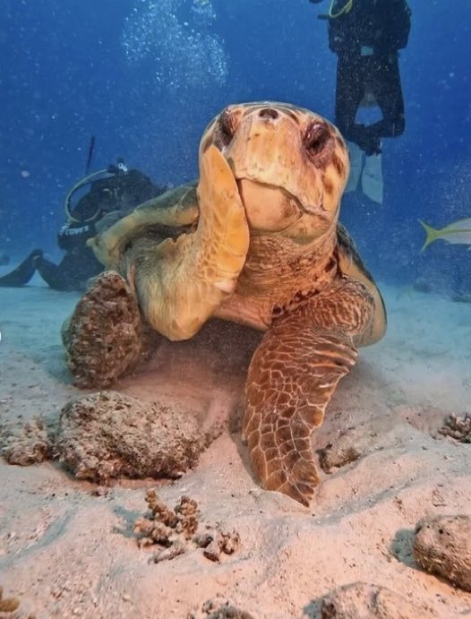 癒しの動物 tweet media