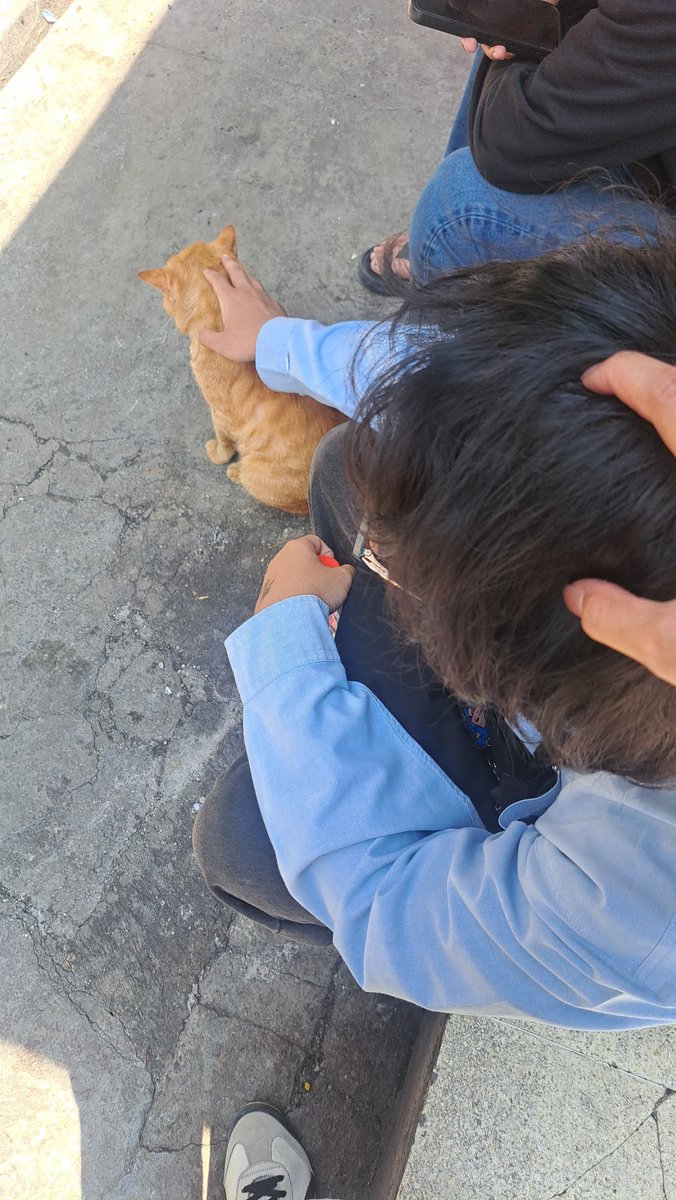 miaw
