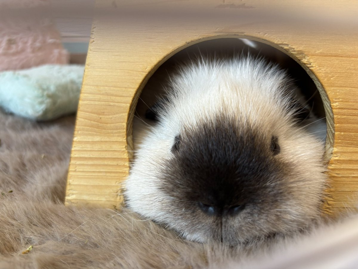 ❥ねずみい tweet media