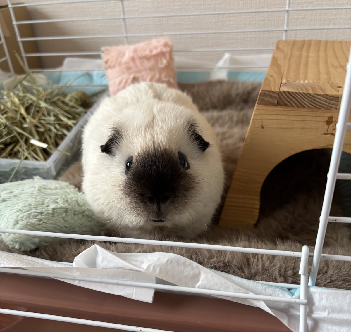 ❥ねずみい tweet media