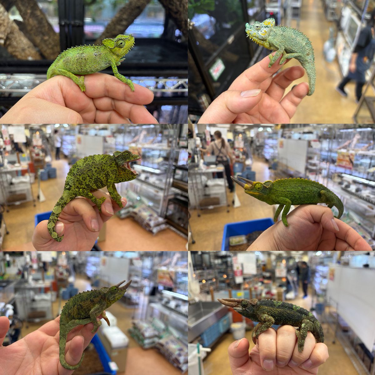 ペポニ@リミックスインター店 tweet media