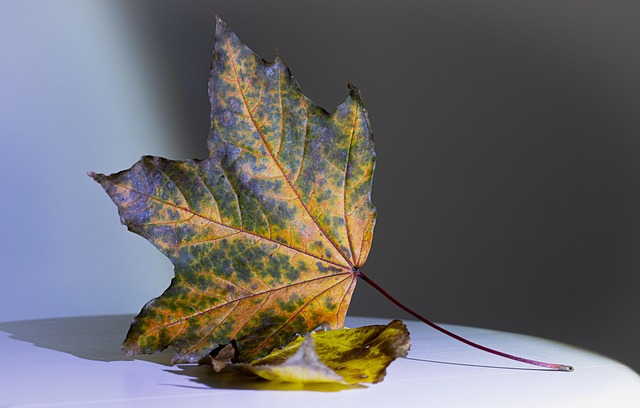 Jamie Shang tweet media