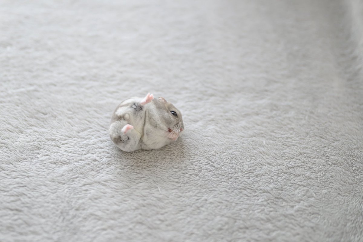 ハムスター転がっとる