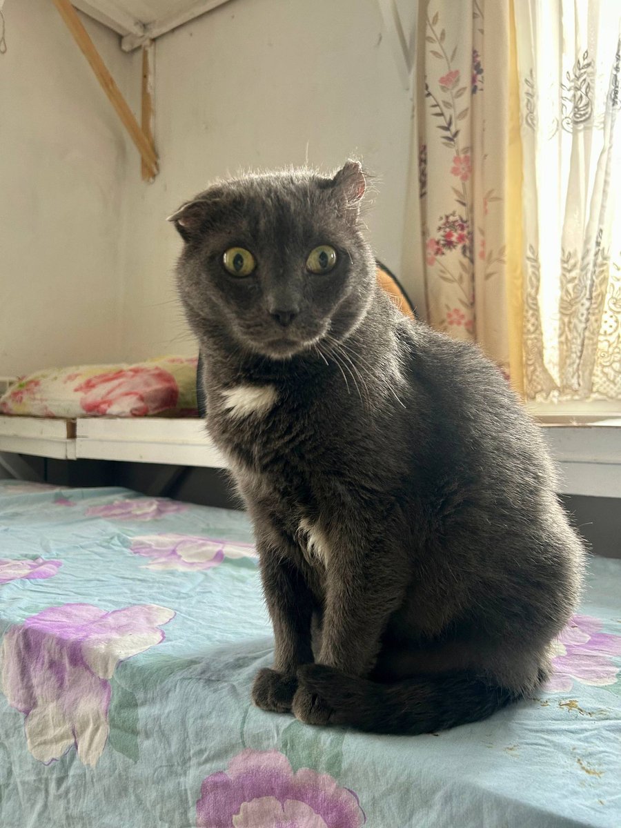 Кошачье Царство 🐈‍⬛🐈‍⬛🐈‍⬛🐈‍⬛🐈‍⬛ tweet media