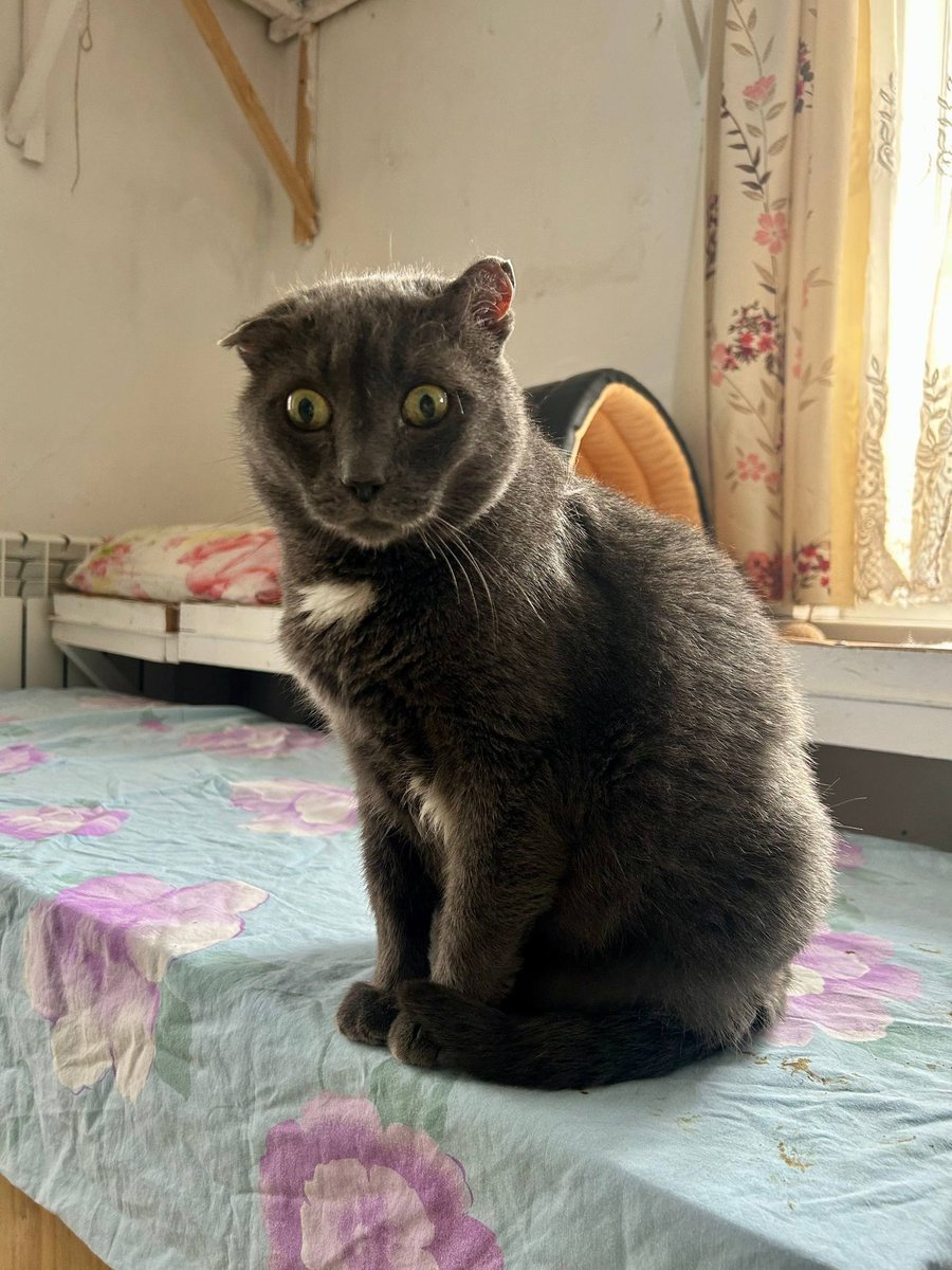 Кошачье Царство 🐈‍⬛🐈‍⬛🐈‍⬛🐈‍⬛🐈‍⬛ tweet media