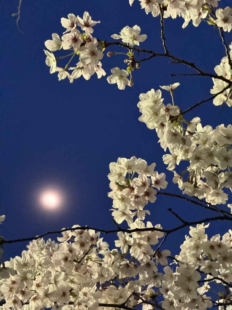 asadaame522's tweet photo. @katsuhideuekusa かっちゃんの明るい爽やかな写真を見るとためらうけど、今年はこれかな
夜桜だけど少し早い時間なので空が綺麗な藍色に撮れました🌸
満月ならなお良し
今年も一緒にお花見できて嬉しいです😊

#植草とみんなのお花見会2026
#植草克秀 https://t.co/SHQwz68t78