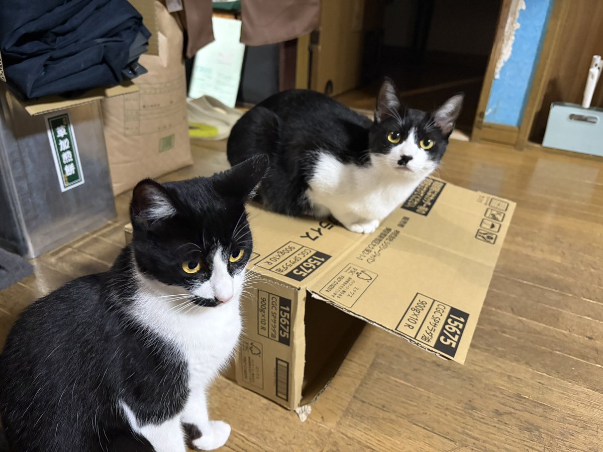 みそかけ tweet media