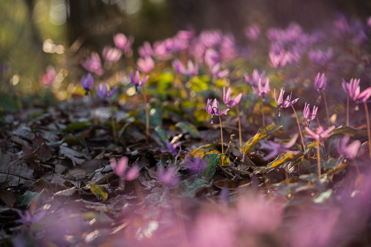 国営越後丘陵公園(公式) tweet media