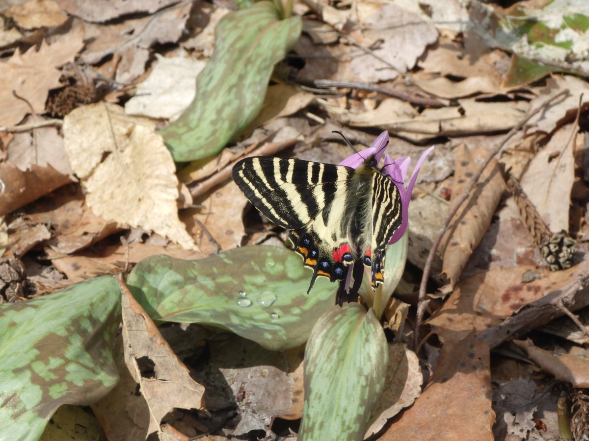 国営越後丘陵公園(公式) tweet media